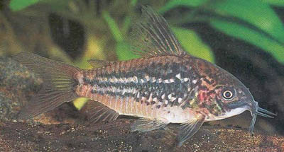 Corydoras sp. C88